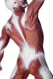 muscle torso